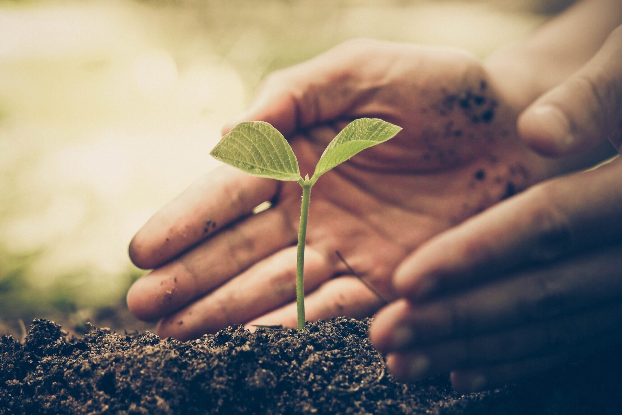 Hands Of Farmer GrowingAnd Nurturing Tree