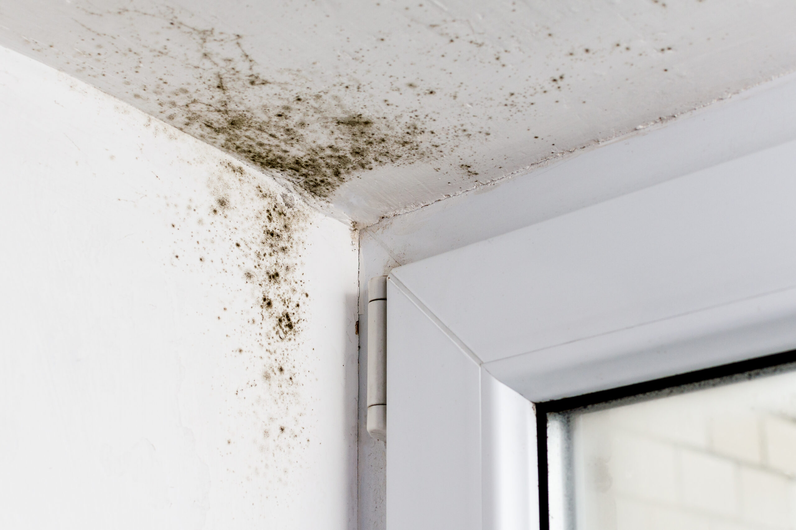 Mold in a corner of a ceiling